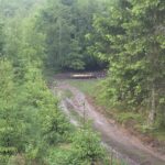 Hunting ground Blanský les