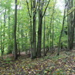 Hunting Ground Podloučná