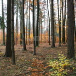 Honitba Železné hory (31)