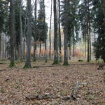 Honitba Železné hory (49)