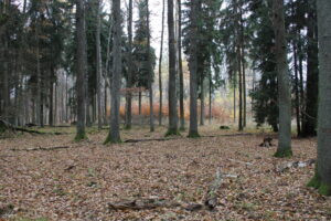 Hunting game in the Iron Mountains 2026/2027 3