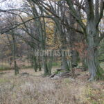 Honitba Železné hory (8)