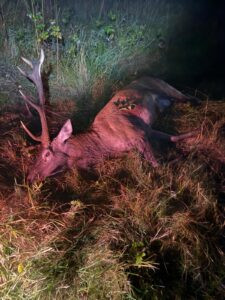 Hunting game in South Bohemian 2026/2027 3