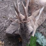 Hunting in the Blanský Forest (14)