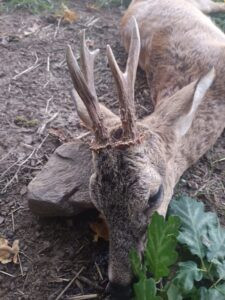 Hunting game in South Bohemian 2026/2027 2