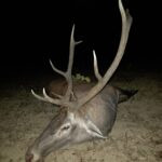 Red stag hunt in Serbia