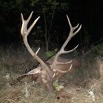 Red stag hunt in Serbia