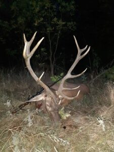 Red stag hunt in Serbia 2027 3