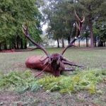 Red stag hunt in Serbia