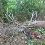 Red stag hunt in Serbia