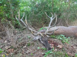 Red stag hunt in Serbia 2027 1