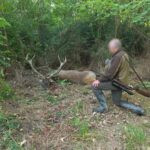 Red stag hunt in Serbia