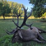 Red stag hunt in Serbia