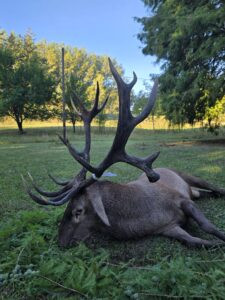 Red stag hunt in Serbia 2027 0