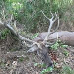 Red stag hunt in Serbia