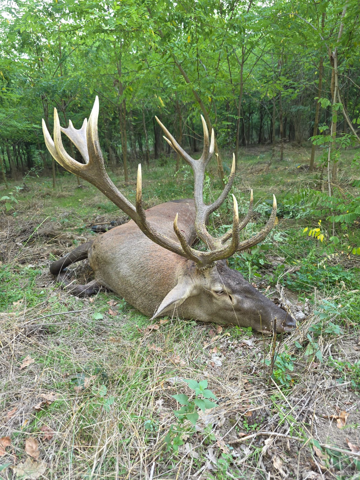 Red stag hunt in Serbia 2027