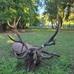 Red stag hunt in Serbia