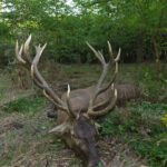 Red stag hunt in Serbia
