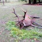 Red stag hunt in Serbia