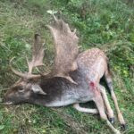Fallow buck hunt in game preserve Pravice in the Czech Rebublic
