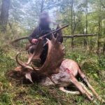 Fallow buck hunt in game preserve Pravice in the Czech Rebublic