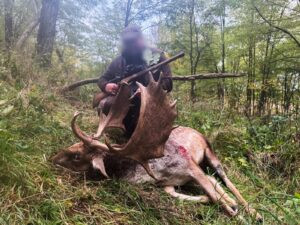 Fallow buck hunt in game preserve Pravice 2026 1