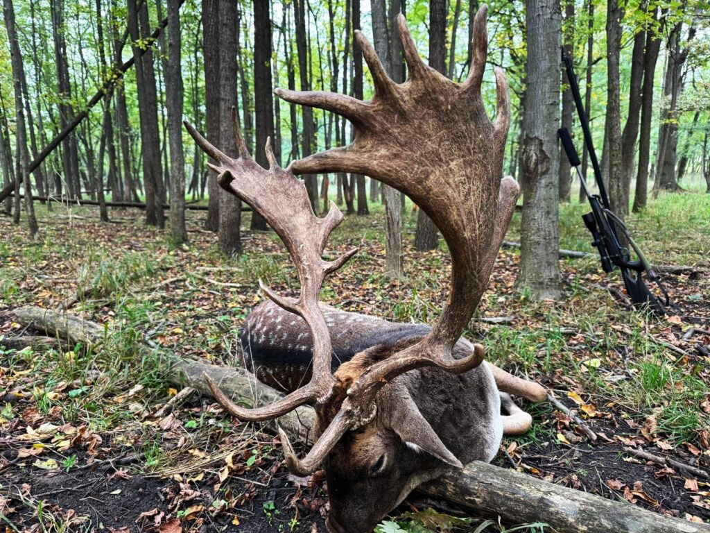 Fallow buck hunt in game preserve Pravice 2026