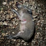 Wild boar hunting in the Lasvice hunting ground