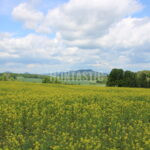 Lov pod Bezdězem (10)