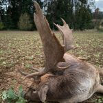 Hunting under Bezděz