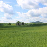 Lov pod Bezdězem (2)