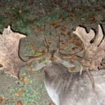 Hunting under Bezděz