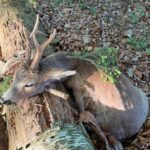 Roe Deer Hunting Kokořínsko