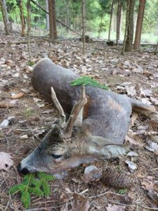 Roe buck hunting in Kokorin region 2027 3