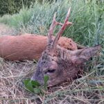 Roe Deer Hunting Kokořínsko