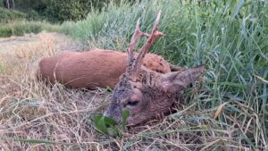 Roe buck hunting in Kokorin region 2027 2