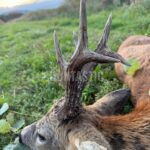 Lov srnců Kokořínsko (6)