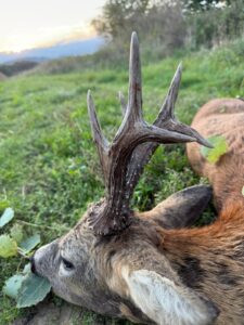 Roe buck hunting in Kokorin region 2027 1