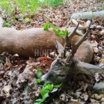 Lov srnců Kokořínsko (7)