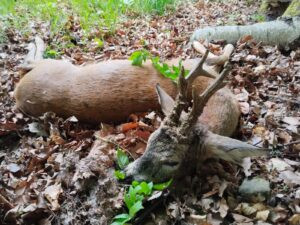 Roe buck hunting in Kokorin region 2027 0