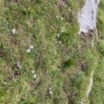 Marmot Hunting in the Alps