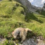 Marmot hunting in Austria near Grossglockner ✅
