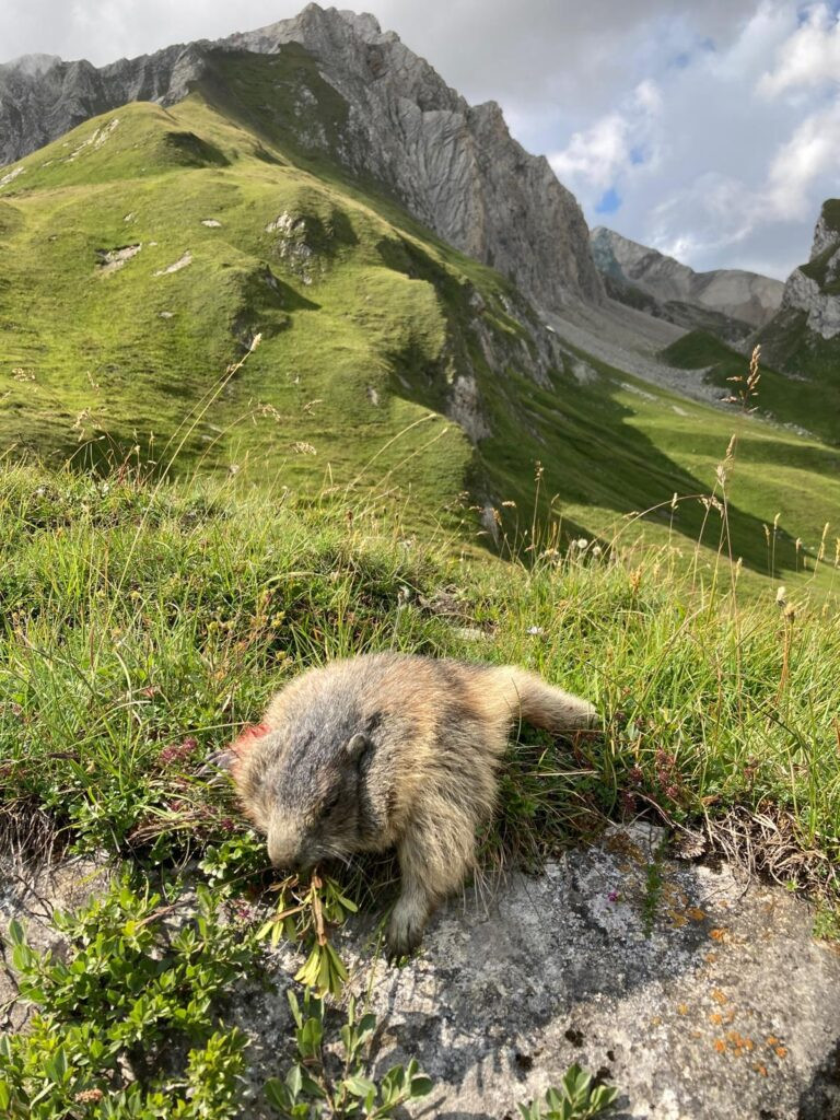 Hunting marmots in Austria at Grossglockner 2026
