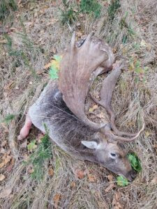 # Fallow Buck Hunting in Šumava 2026 1