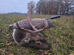 # Fallow Buck Hunting in Šumava 2026 0