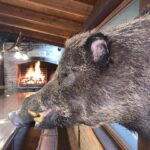 Wild boar tuskers hunt in Croatia