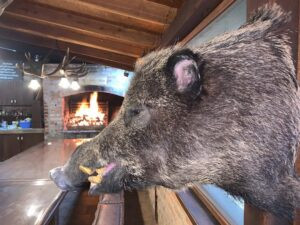 Hunting wild boar- tusker in Croatia 2026/2027 1