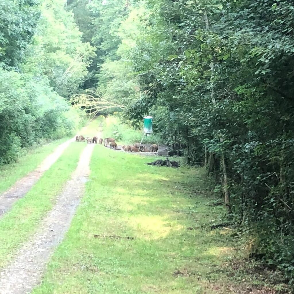 Hunting Area Novska in Croatia ✅ Tusker Hunting in Croatia ✅