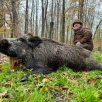 Hunting tusker in Croatia ✅ Hunting package in Croatia ✅