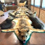 Wild boar tuskers hunt in Croatia